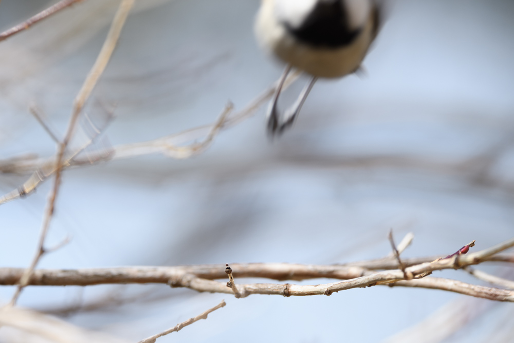 ヒガラ / Coal tit