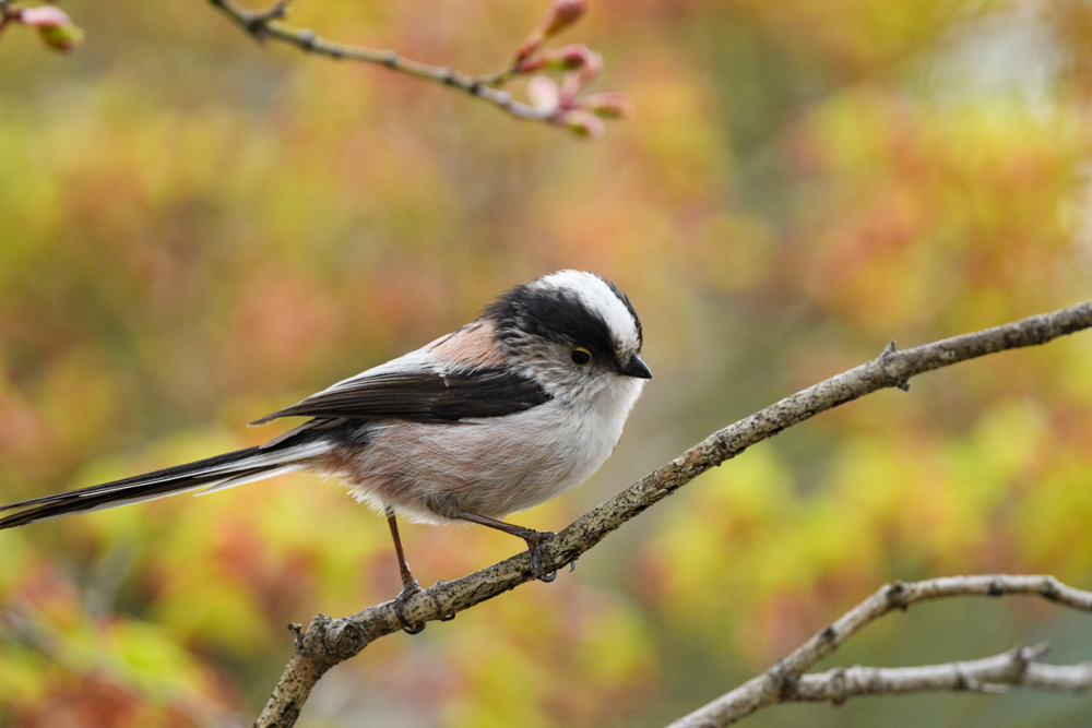 エナガ / Long-tailed tit