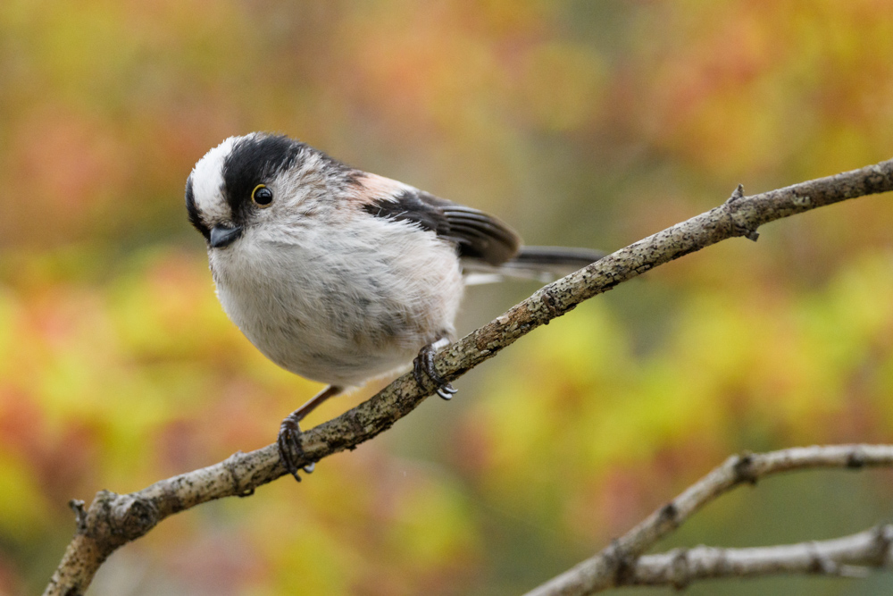 エナガ / Long-tailed tit