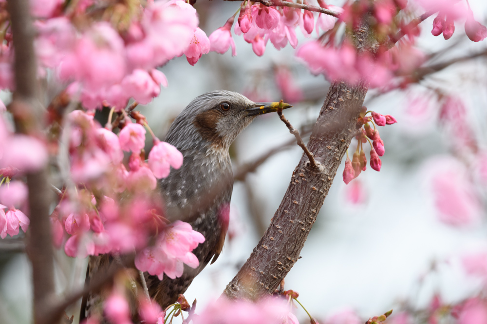 嘴の先が黄色いヒヨドリ / A brown-eared bulbul whose tip of bill is yellow