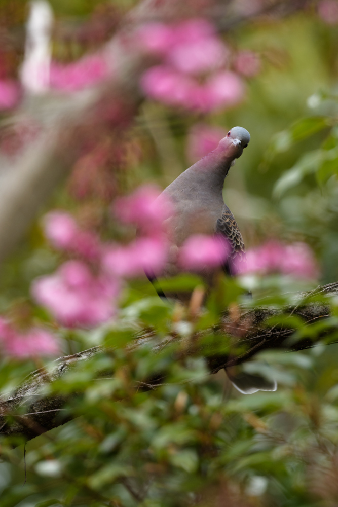 キジバト / Oriental turtle dove