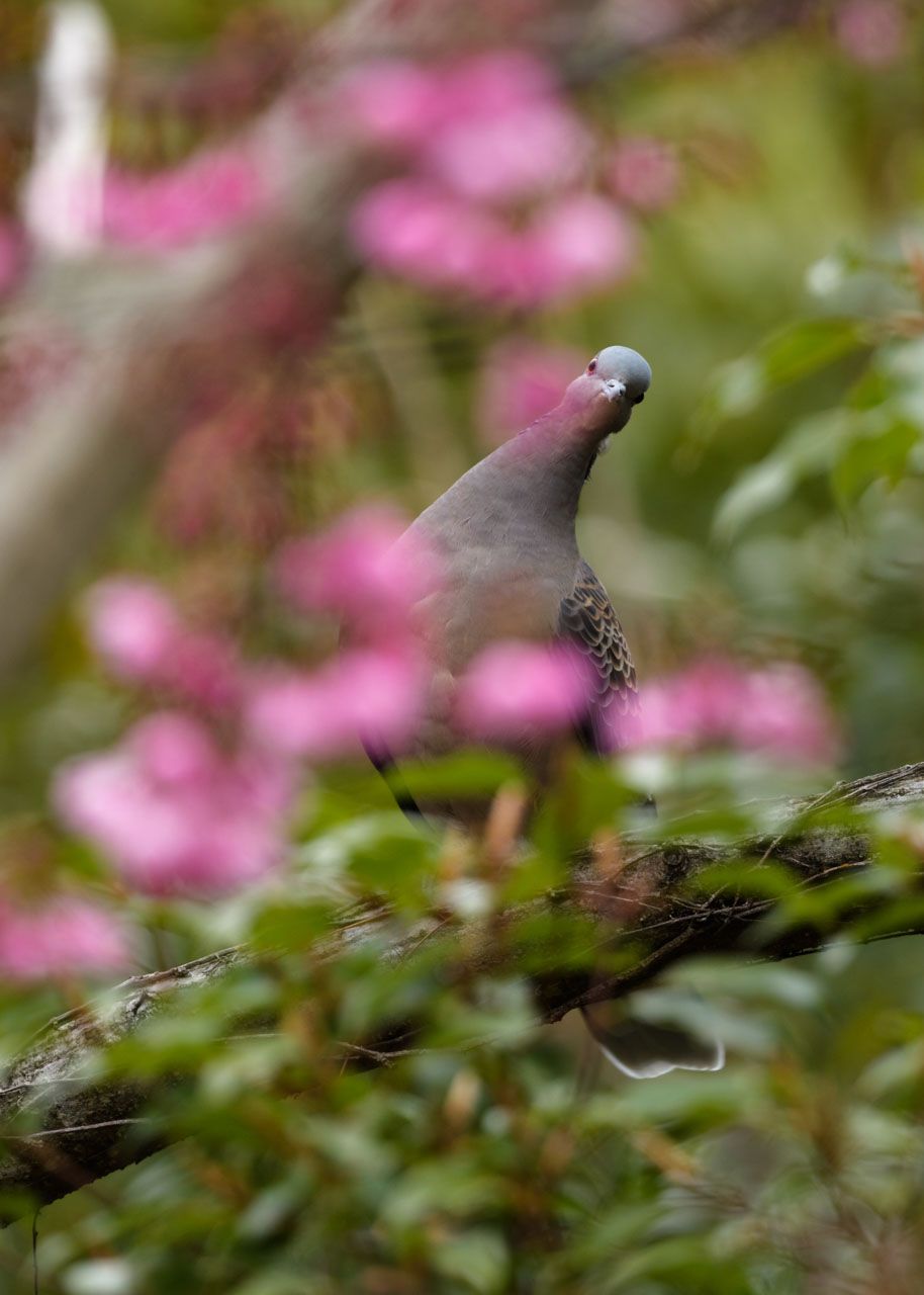 花の隙間から首を曲げてこちらを見るキジバト。 An Oriental Turtle Dove bends its neck to look at me through a gap in the flowers.