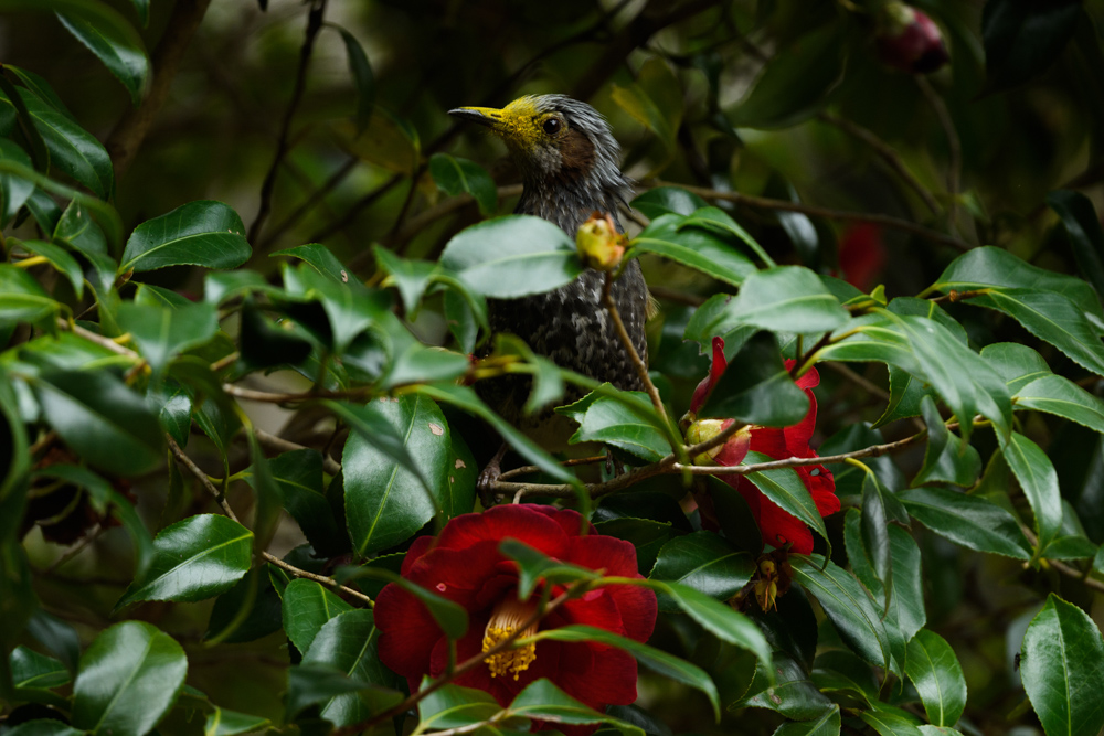 花粉で顔が黄色いヒヨドリ / A brown-eared bulbul with yellow face covered with pollen