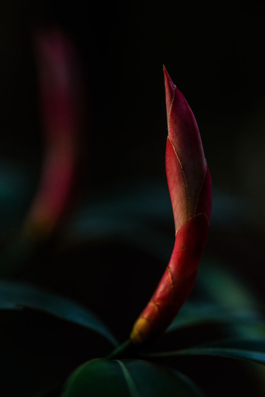 タブノキの真っ赤な新芽のマクロ。日没前の光が横から照らす。Macro of bright red shoots of a tabunaki tree. The light before sunset illuminates it from the side.