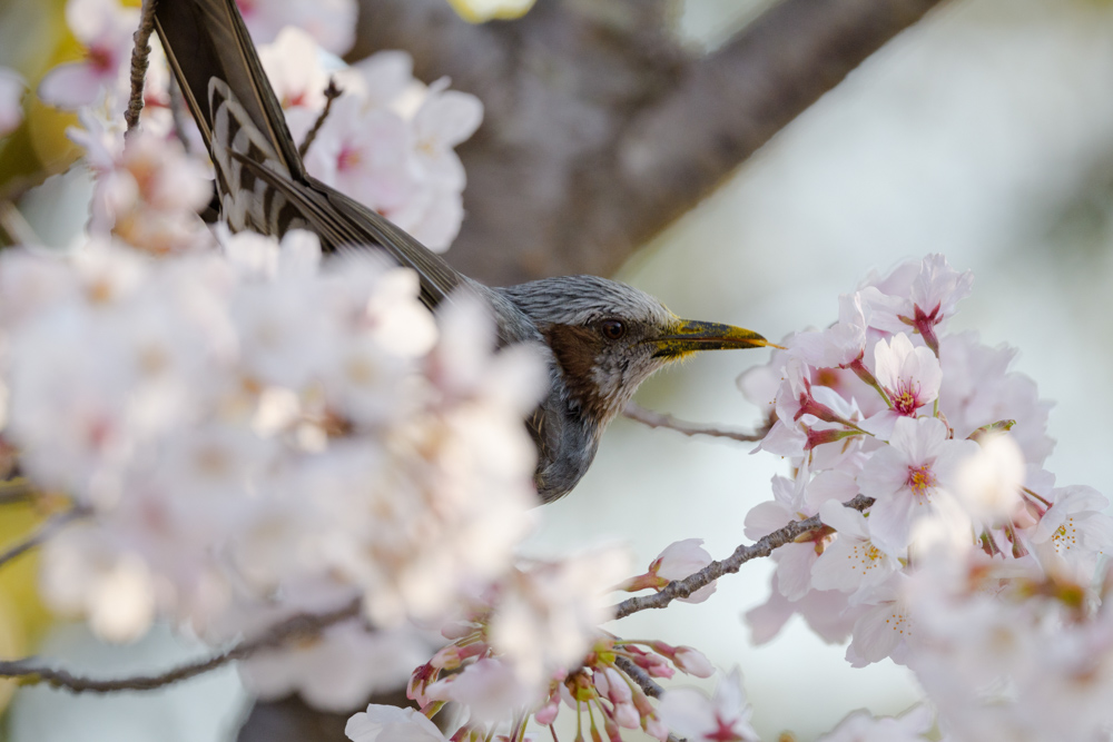 桜の蜜をなめるヒヨドリ / A brown-eared bulbul sipping cherry nectar