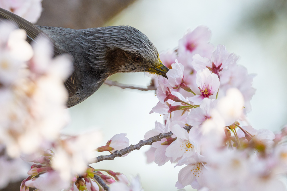 桜の蜜をなめるヒヨドリ / A brown-eared bulbul sipping cherry nectar