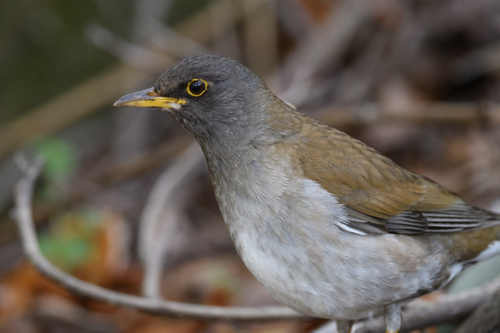 シロハラ / Pale thrush