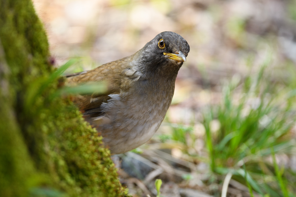 木の蔭から覗くシロハラ / A pale thrush appeared from behind a tree