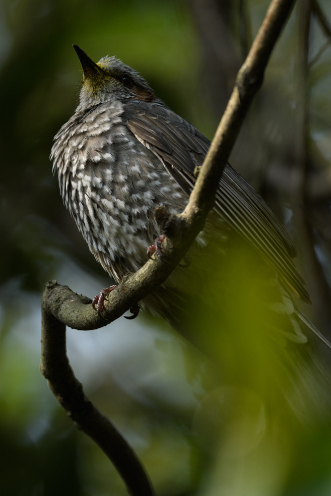 樹上のヒヨドリ / A brown-eared bulbul on a branch