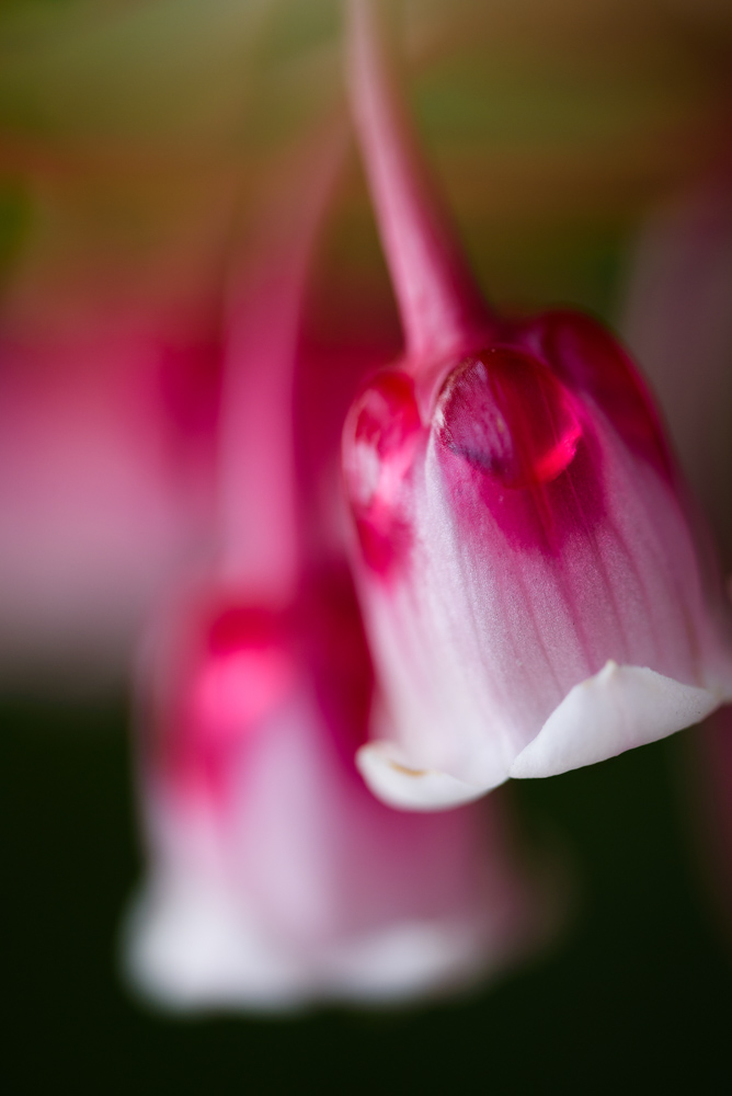 ホンコンドウダンツツジの花 / Flowers of enkianthus quinqueflorus