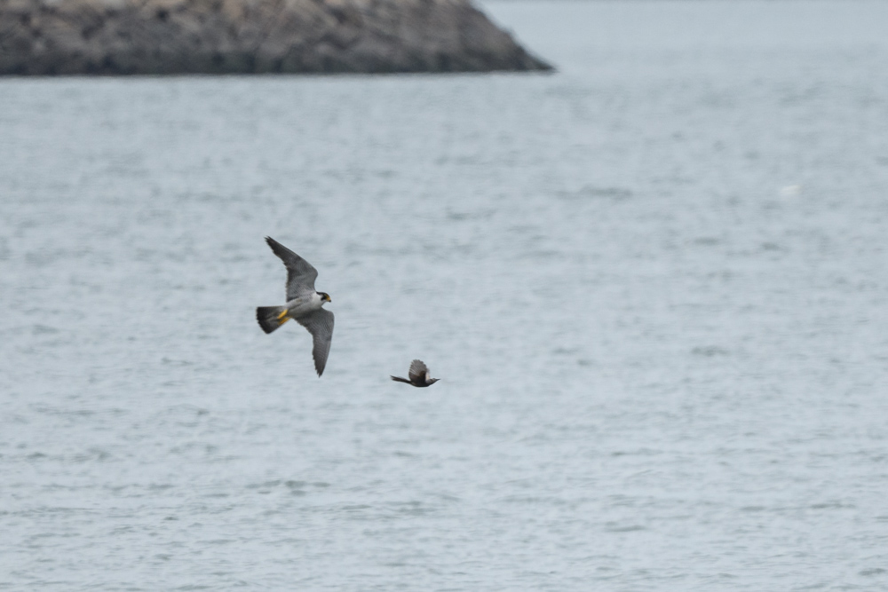 ヒヨドリを追うハヤブサ / A falcon chasing a brown-eared bulbul