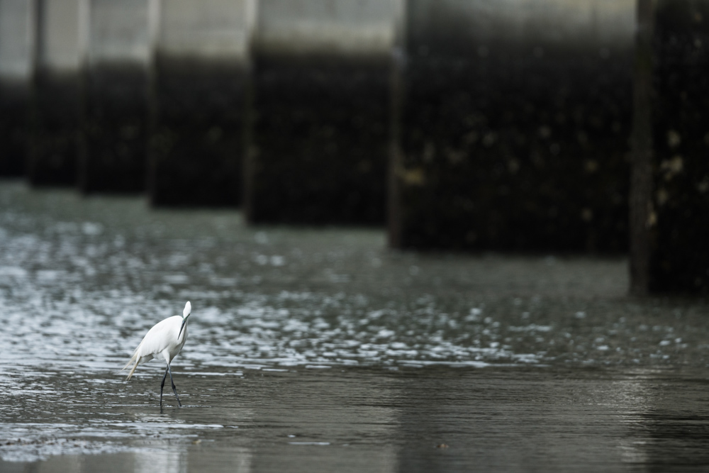 橋脚の下のチュウダイサギ / Great egret (a. a. modesta)