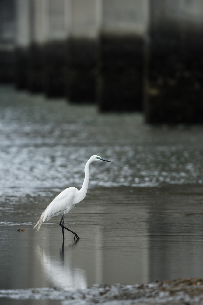 橋脚の下のチュウダイサギ /  / Great egret (a. a. modesta)