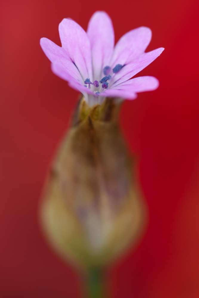 赤い背景とピンクの花 / A pink flower with red background