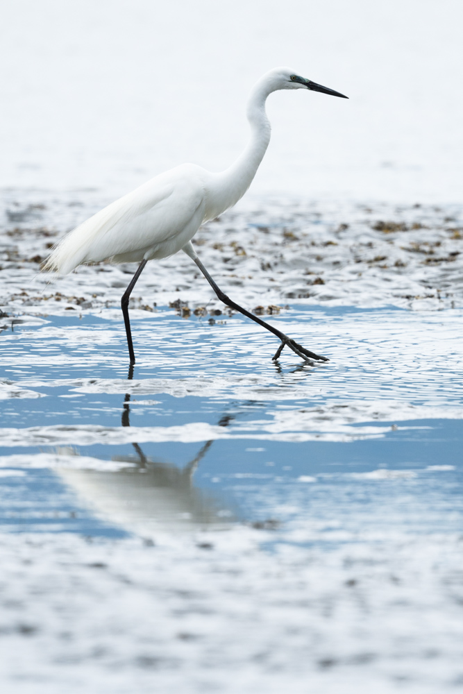 干潟のチュウダイサギ / Great egret (a. a. modesta) at tidal flats