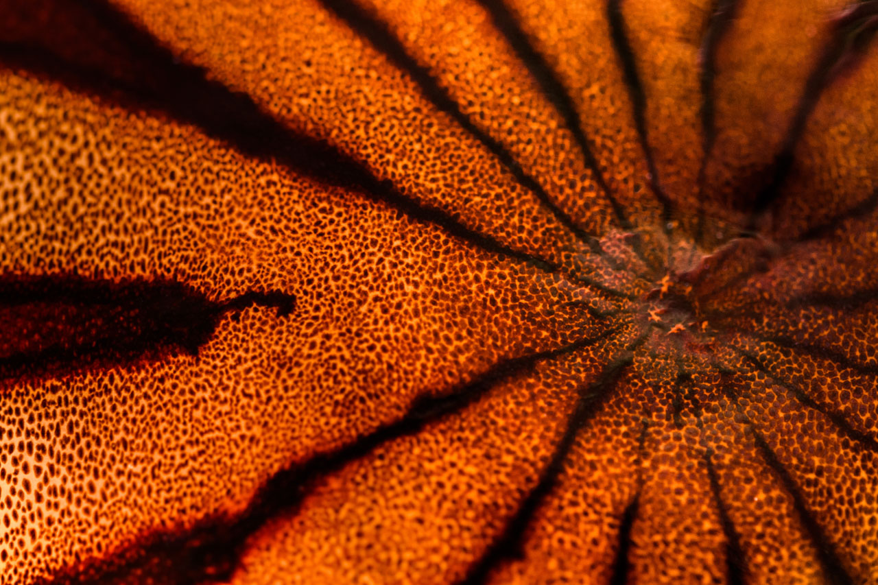 ライティングされた、放射状の模様を持つクラゲのクローズアップ。Lighting, close-up of jellyfish with radial pattern.