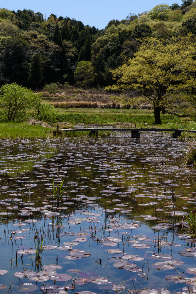 里山ビオトープ二俣瀬 / Biotope in Futamatase village