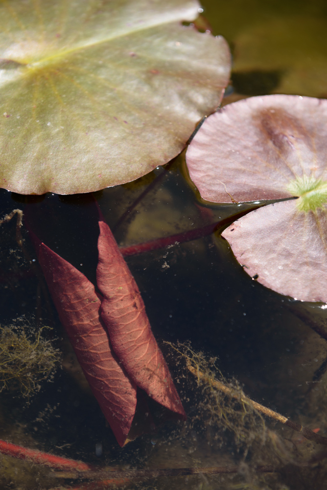 ハスの葉 / Lotus leaves