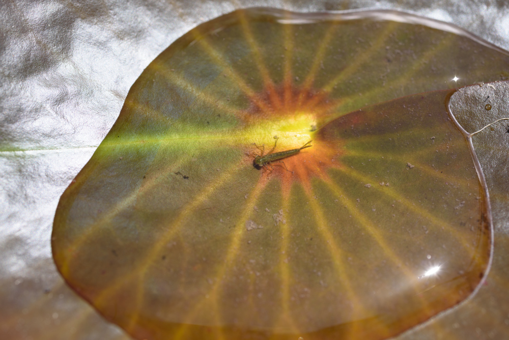 水面に浮かぶ小さなハスの葉 / Tiny lotus leaves on the water