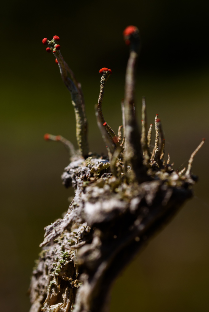 朽木に生えた小さな菌類 / Tiny fungi on weathered pile