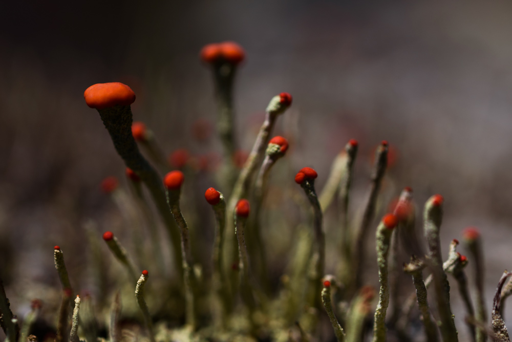 小さな赤い菌類 / Tiny red fungi