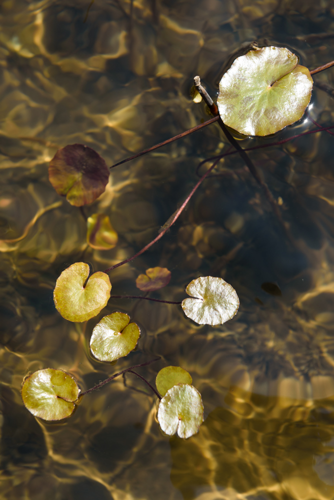 水面に浮かぶ小さなハスの葉 / Tiny lotus leaves on the water