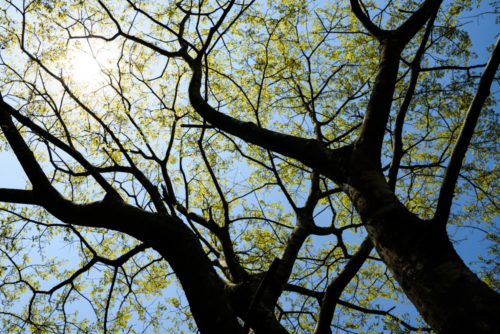 逆光と青空と新緑 Backlighting, blue sky and fresh greenery