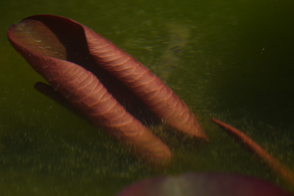 水中のハスの葉 / A lotus leaf under water