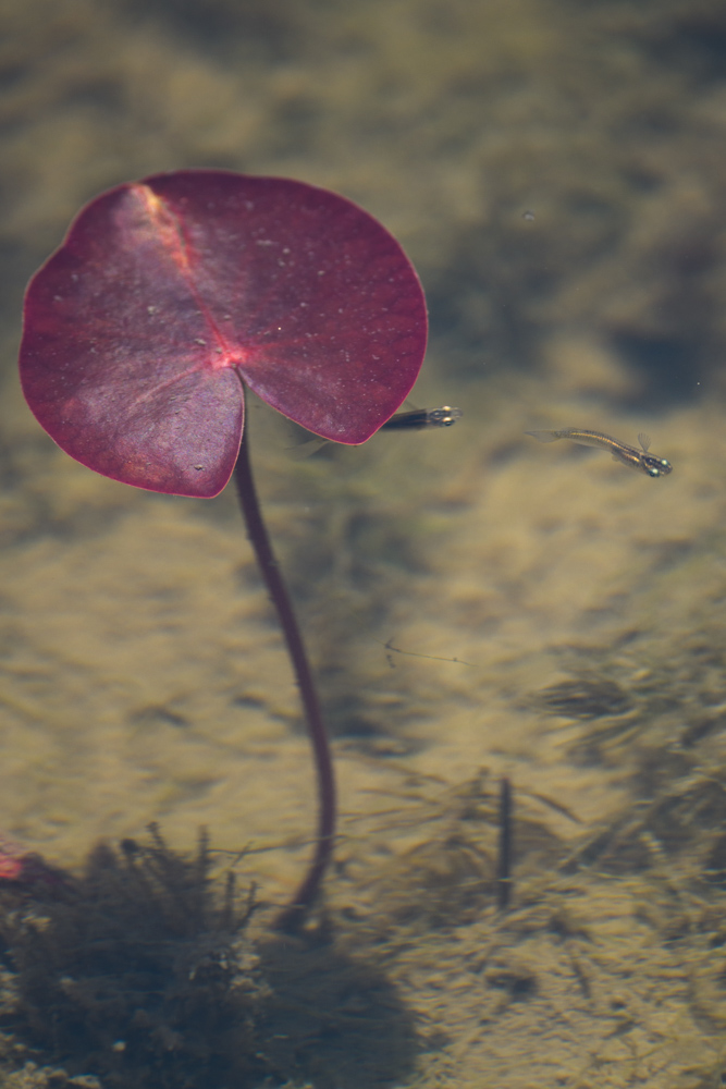 ハスの葉とメダカ / Japanese rice fish under a lotus