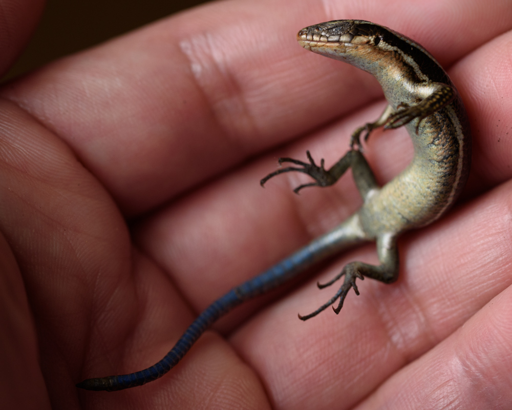 死んだふりをするニホントカゲ / Plestiodon japonicus playing dead