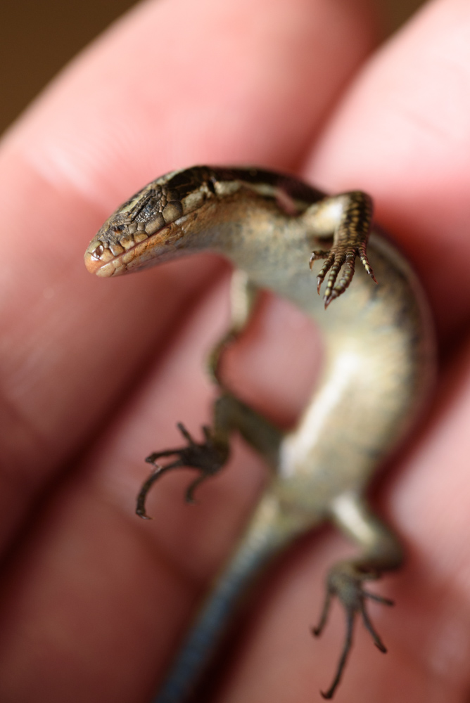 死んだふりをするニホントカゲ / Plestiodon japonicus playing dead