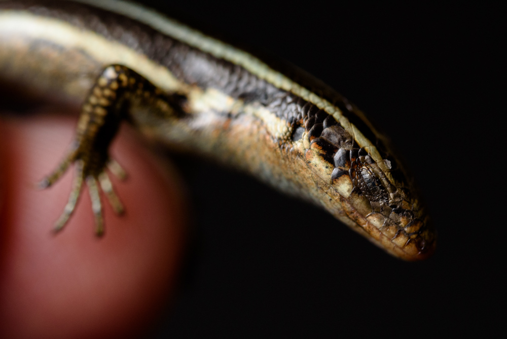 死んだふりをするニホントカゲ/ Plestiodon japonicus playing dead