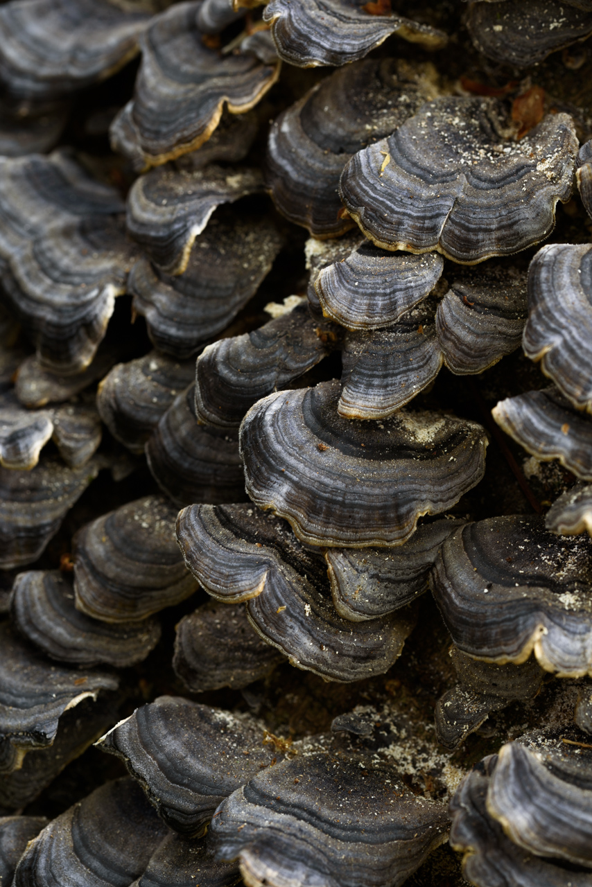 カワラタケ / Trametes versicolor