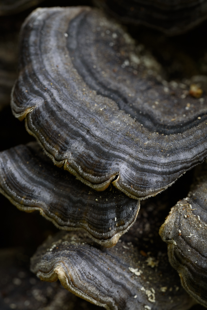 カワラタケ / Trametes versicolor