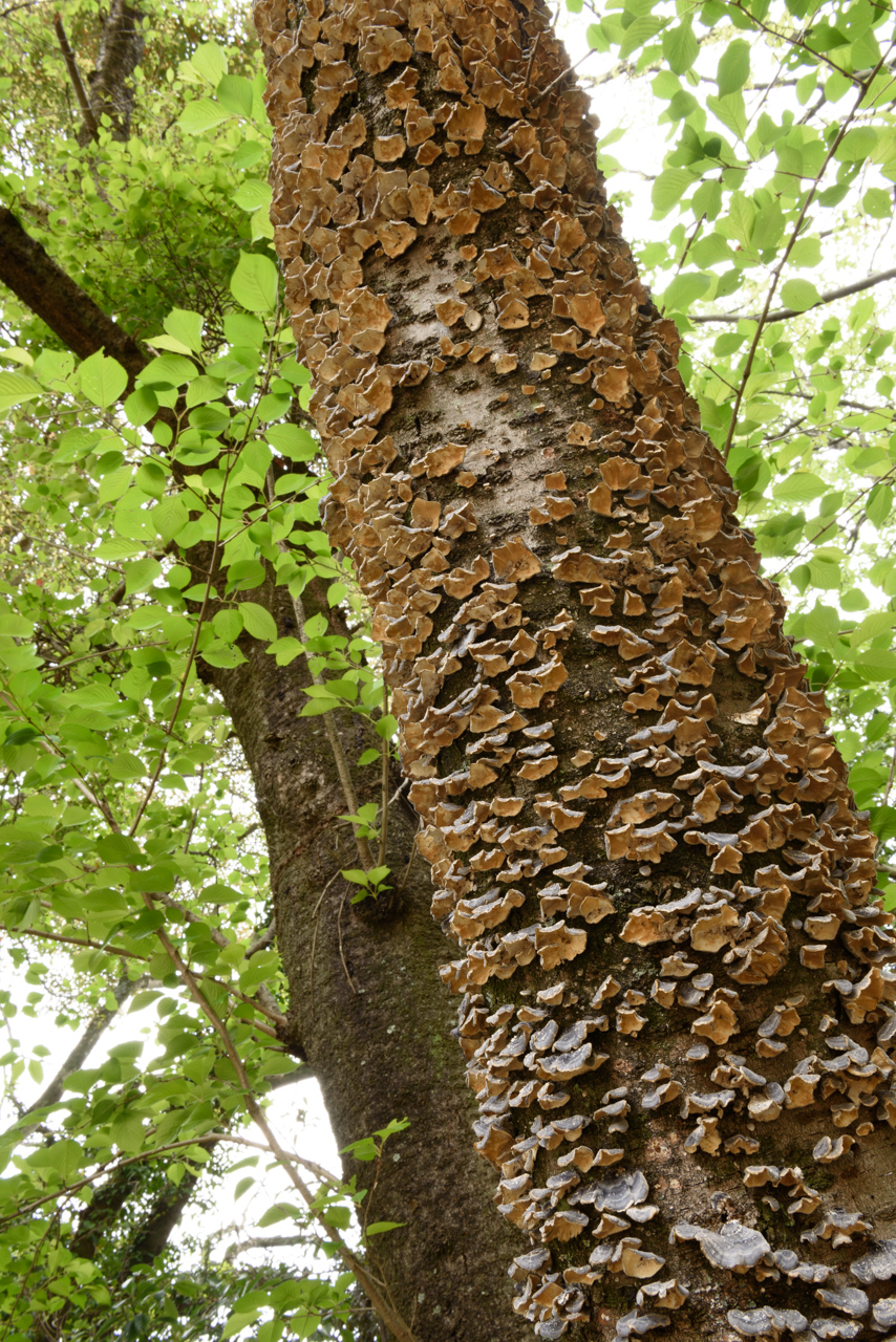 カワラタケの密生した木 / A tree covered with trametes versicolor