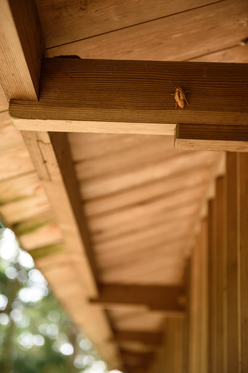 神社の軒下に残るセミの抜け殻 / A cicada's shell under the eaves of shrine