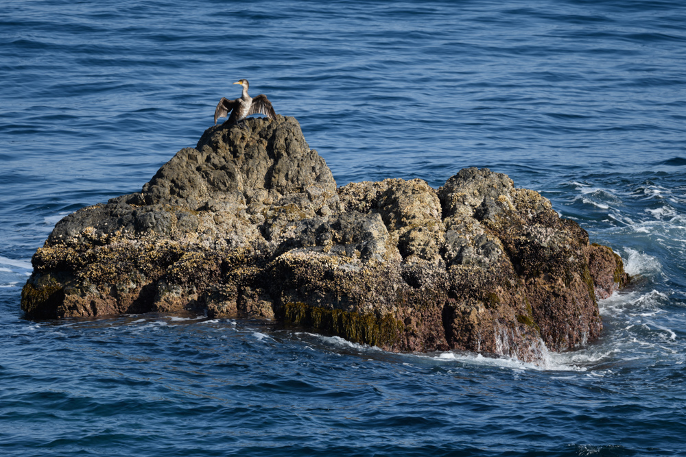 岩礁で日光浴をするウミウ / A Japanese cormorant sunbathing on the reef