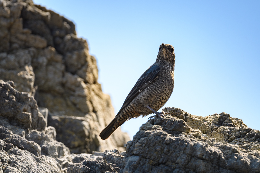 岩場に立つメスのイソヒヨドリ / Female Blue Rock Thrush on rock