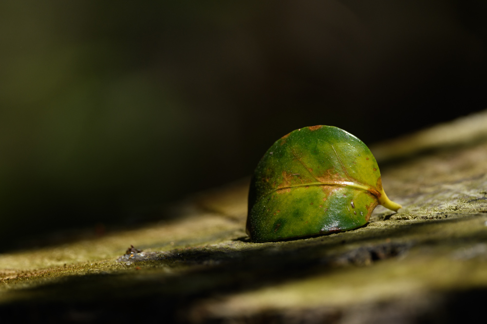 切り株に落ちた日光に照らされる木の葉 / A fallen sunlit leaf on a stump 