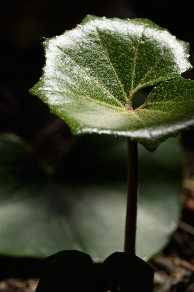 光を強く反射する葉 / A leaf reflecting hard light