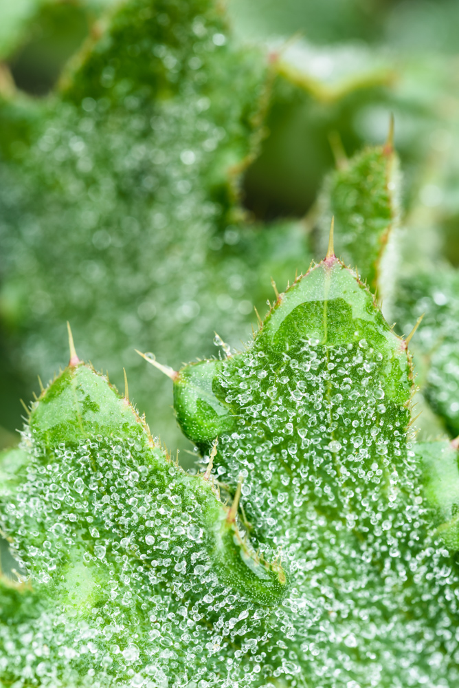 朝露に覆われたアザミの葉のクローズアップ / Close-up of thistle leaves with fine morning dew