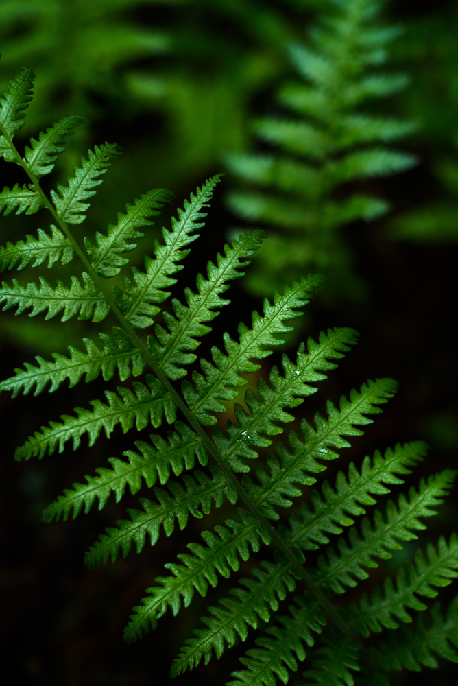 艶のあるシダの葉 / Glossy fern leaves