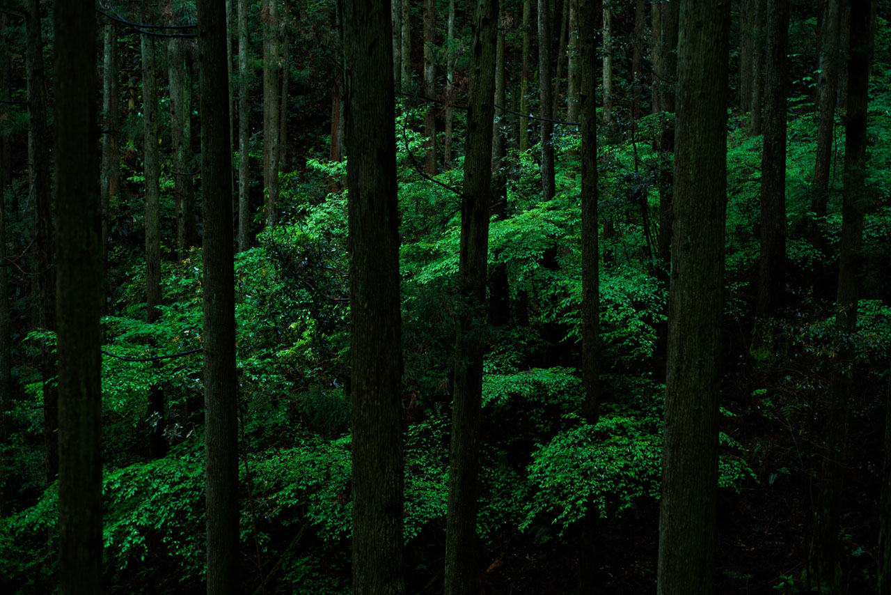 薄暗い杉林の中で自生する木がわずかな光を浴びて緑色に輝く。Trees growing wild in a dimly lit cedar forest glow green in the slightest light.