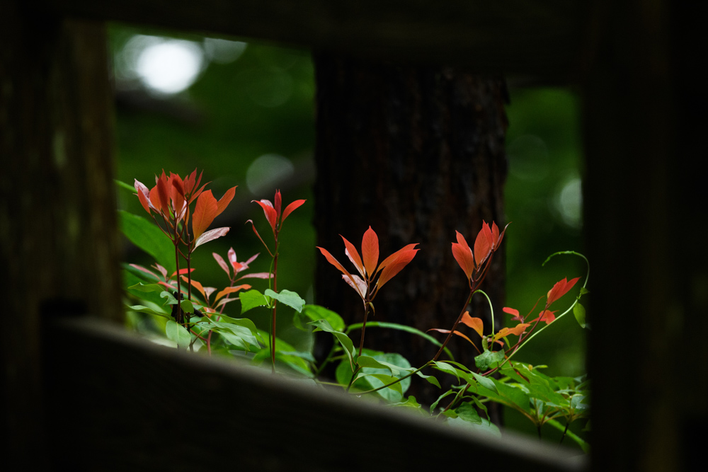 フレームに囲まれた赤い木の葉 / Red leaves in a frame