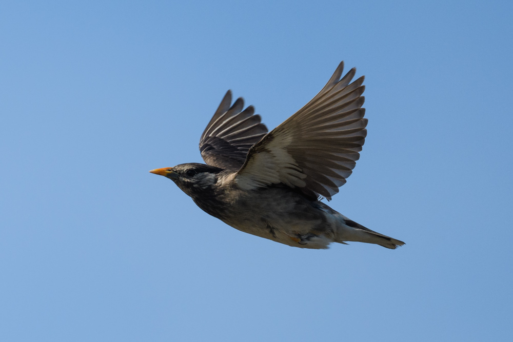 飛行するムクドリ / A flying white cheeked starling