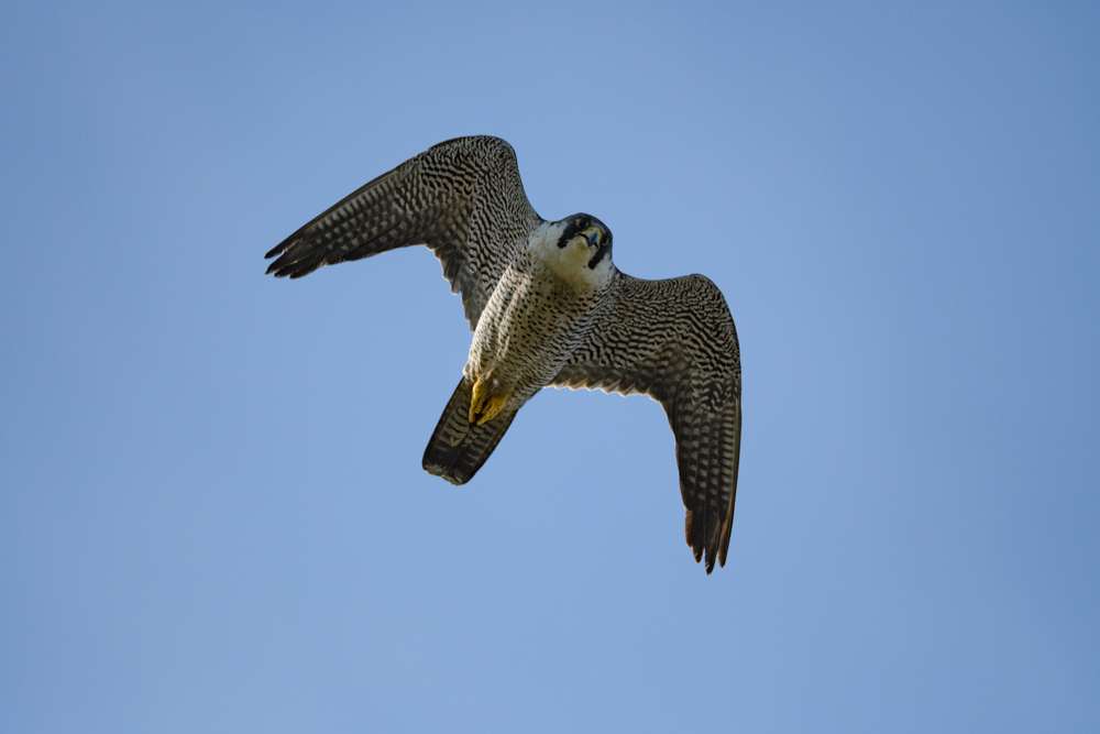 カメラを見下ろすハヤブサ / A falcon looking down the camera