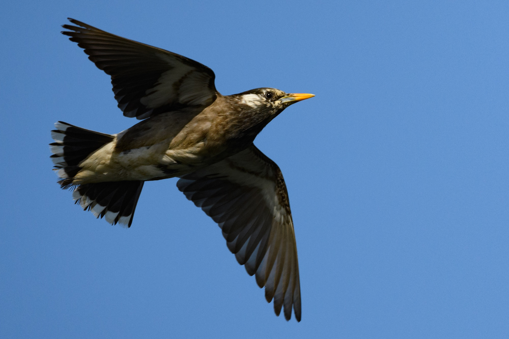 飛行するムクドリ / A flying white cheeked starling