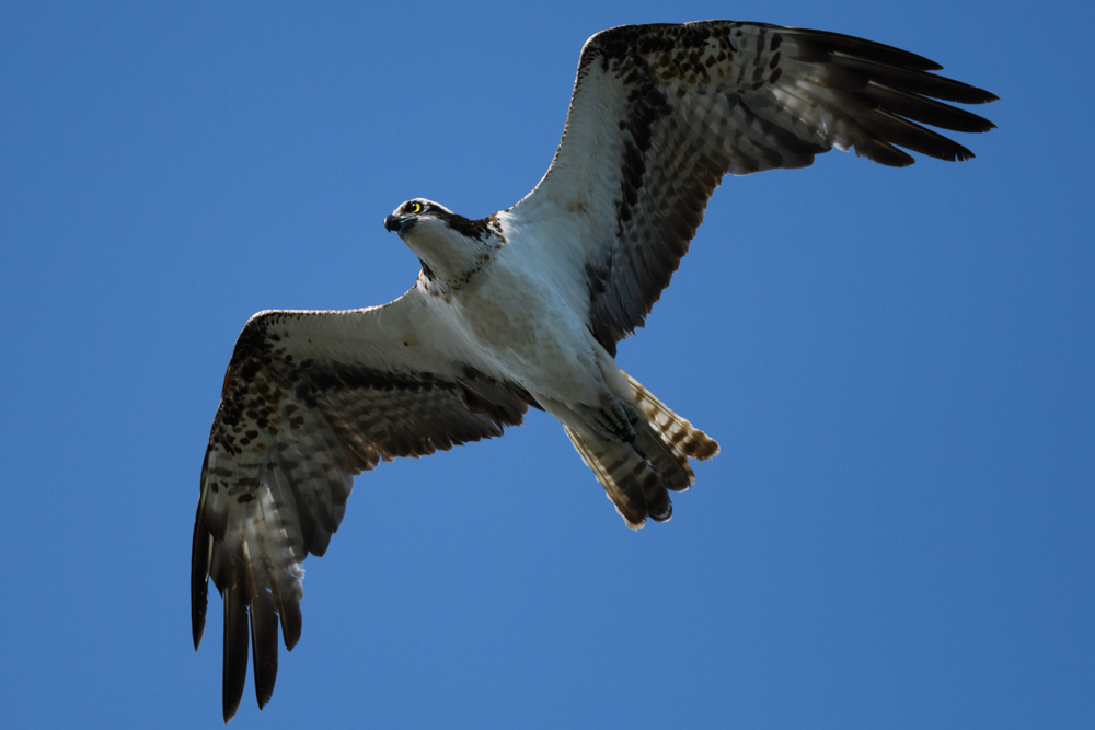 飛行するミサゴ / A flying osprey