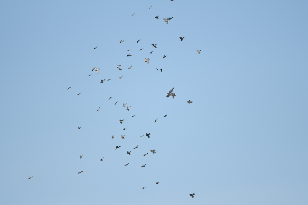 ハヤブサの攻撃を受けるヒヨドリの群れ / A flock of brown-eared bulbuls attacked by falcons