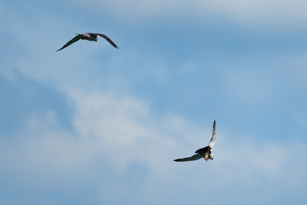 獲物を捕らえたハヤブサのつがい / A pair of falcons holding their prey